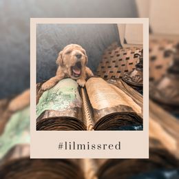 Goldendoodle Puppies from The Dood Effect