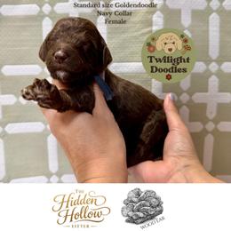 Wood Ear - Navy Collar - Chocolate female Goldendoodle puppy in Garland, Texas from Twilight Doodles