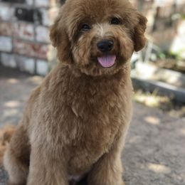 Goldendoodle Puppies from Regal Doodles