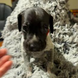 Red - Black roan male German Shorthaired Pointer puppy in Jackson, Georgia from Rosengrace Gsps (formerly Tiner GSP’s)