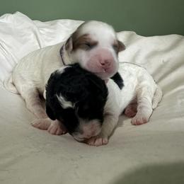 Bernedoodle Puppies from Double B Doodles