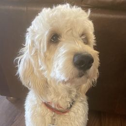 Hazel - Goldendoodle