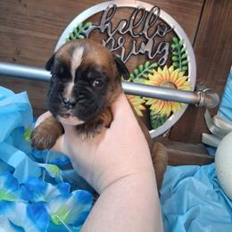Boy 3 - Fawn male Boxer puppy in Pikeville, Kentucky from Boxers of Whispered Wishes