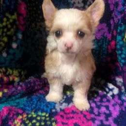 Chihuahua and Chinese Crested Puppies from Western Kentucky Chihuhua and Chinese Crested