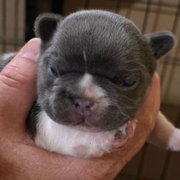 Girl 2 - White female French Bulldog puppy in Cabool, Missouri from Shannon French Bulldogs