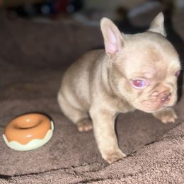 French Bulldog All Grown Up from Luxurious Desert Frenchies