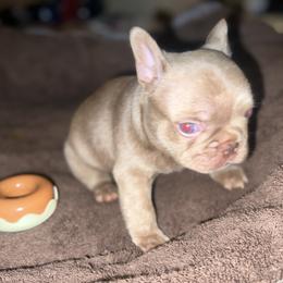 French Bulldog All Grown Up from Luxurious Desert Frenchies
