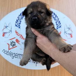 Dark Blue Collar - Sable male German Shepherd puppy in Hollis Center, Maine from Noble German Shepherds of Maine