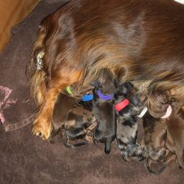 Dachshund Puppies from Windy Ridge Miniatures