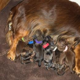 Dachshund Puppies from Windy Ridge Miniatures