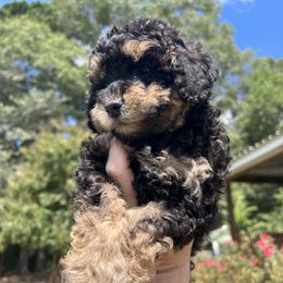Poodle Puppies from Upper Echelon