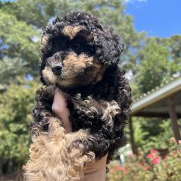 Poodle Puppies from Upper Echelon