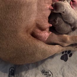 Boy 2 - Blue male French Bulldog puppy in Centuria, Wisconsin from Rott'N'Frenchies