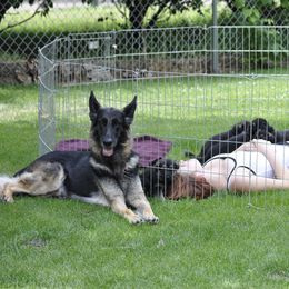 German Shepherd Puppies from Bmeerhuis German Shepherds