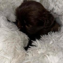 Jesse - Chocolate female Shih Tzu puppy in Azusa, California from RJ Shih Tzu lover