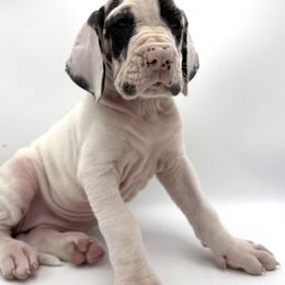 Great Dane Puppies from Top Brackett Danes
