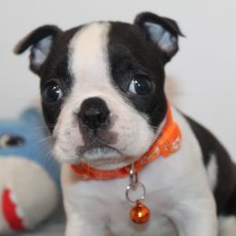 Kiki Girl 3 - Black brindle and white female Boston Terrier puppy in Brooksville, Florida from I Love Pups