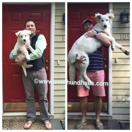 Berger Blanc Suisse and German Shepherd Puppies from Vom Hundhaus German Shepherds