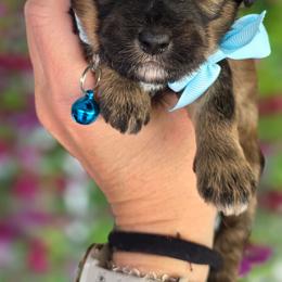 Bentley - Brindle male Shihpoo puppy in Vernon, Texas from Sugarland's Texas Goldendoodles