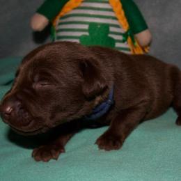 Blue - Chocolate male Labrador Retriever puppy in Arlington, Washington from Stout's Hunting Labs and trsbullies