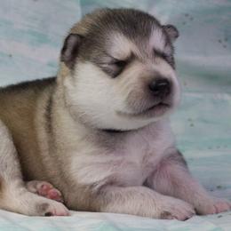 Terri - Black - Sable and white female Alaskan Malamute puppy in Independence, Virginia from New River Valley Malamutes