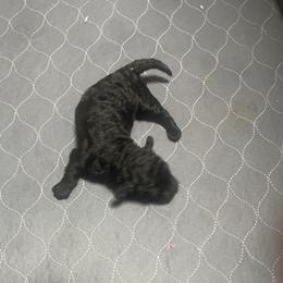 Nia - Black female Poodle puppy in Jackson, Georgia from Cuddle Buddy Pups by Tee