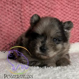 HOLD AKC BAJA BLAST - Blue merle male Pomeranian puppy in Watkins Glen, New York from Wicked Spirits Pomeranians