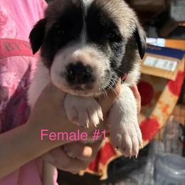 Girl 1 - Biscuit and white female Anatolian Shepherd Dog puppy in Daggett, Michigan from T&S Anatolians