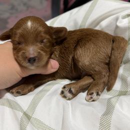 Crush - Red male Cavapoo puppy in Fort Worth, Texas from Aloha Paradise Poodles LLC