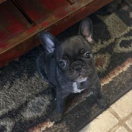 Girl 3 - Brindle and white female French Bulldog puppy in Livingston, Texas from Drake Home Frenchies