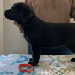 Labrador Retrievers from Bridgecreek Kennels