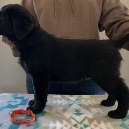 Labrador Retrievers from Bridgecreek Kennels