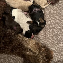 Poodle Puppies from Red Paw Farm
