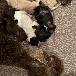 Poodle Puppies from Red Paw Farm