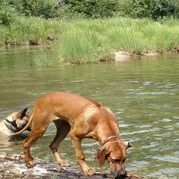 Rhodesian Ridgeback Puppies from Fawn Millette