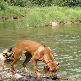 Rhodesian Ridgeback Puppies from Fawn Millette
