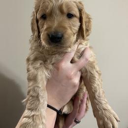 Golden Retriever Puppies from O’Shields Golden Paws