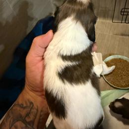 Boy 3 - Red male Dachshund puppy in Paisley, Florida from Pantheon Dachshunds