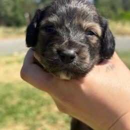 Ckc shaded cream brindle longhair 2 - Brindle male Dachshund puppy in Anderson, California from Golden Paws Dachshunds
