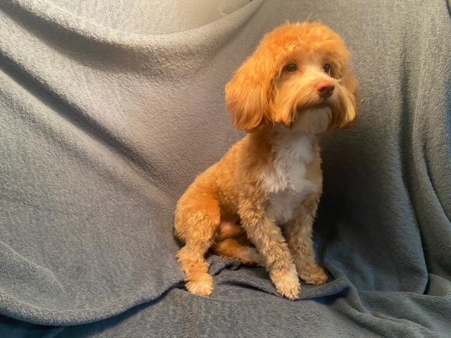 Sir Sri Shiva Shambho