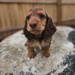 Nala - Dapple female Dachshund puppy in Anaconda, Montana from Montana Country Dachshunds