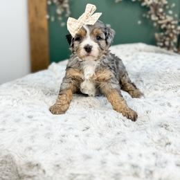 S l o a n e - Blue merle female Bernedoodle puppy in Cedar City, Utah from Cedar Doodles- Home of the Teddybear Goldendoodle