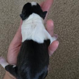 Margo - Black brindle and white female Boston Terrier puppy in Yakima, Washington from Bostons of Central Washington