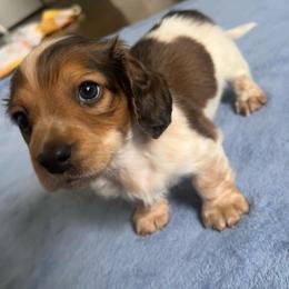 Teddy - Piebald male Dachshund puppy in Marseilles, Illinois from Zacha’s Doxie House