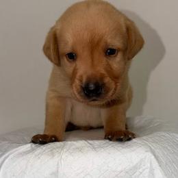 Gus Green Collar - Yellow male Labrador Retriever puppy in Elloree, South Carolina from Moonlight Kennels LLC