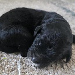 Girl 4 - female Sheepadoodle puppy in Owensville, Missouri from Oak Valley Kennels