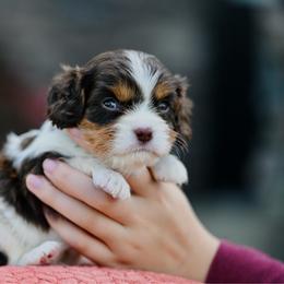 Grumpy - Chocolate male Cavalier King Charles Spaniel puppy in Sugarcreek, Ohio from Chocolate Cavalier