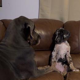 Ellie - Blue Merle BP - Merle female Great Dane puppy in Morton, Illinois from That Gurl K9s
