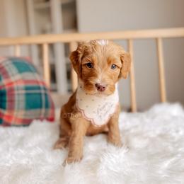 Goose - 12 Days of Christmas - Red  male Goldendoodle puppy in Syracuse, Indiana from The Doodle Cove