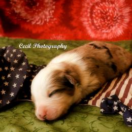 Australian Shepherd Puppies from Dovehawk Australian Shepherds